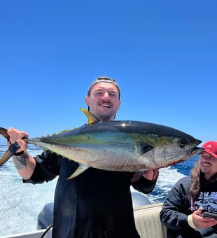 Yellowfin tuna dreams come true.